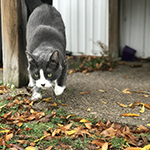 Gray and white cat 